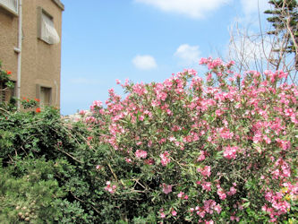 Haifa Upper City